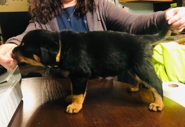 #9 Amora - Female (yellow)