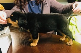 #8 Atlas - Male (black)
