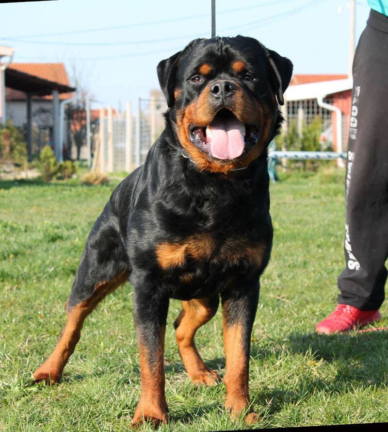 Pedigree Balou Futog Line Kss Jr729035rw