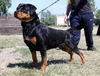 Winni Vom Friedrichshof - AKC WS37994801