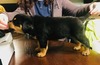 #8 Atlas - Male (black)