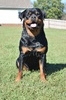 Gentry Creeks Roma Massivhaus (Roma)