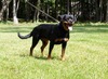 Bea Von Der Blockhutte - AKC WS46657901 (Bea)