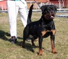 Kim Von Krivosija Rot - AKC WS54812501